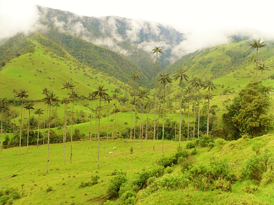 Wax Palm, Cocora Valley, Colombia