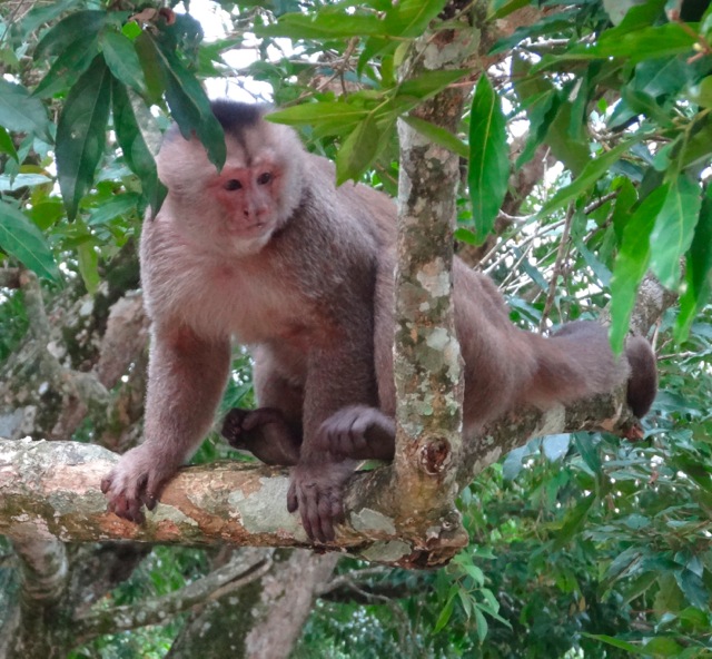 Amazon_Trip_Monkey