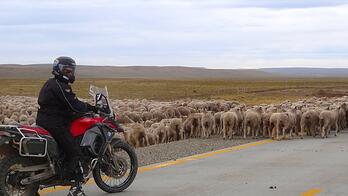 Sheep Patagonia Trip