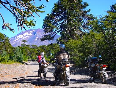 Araucania_Trees_Chile_Patagonia