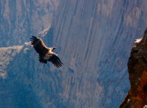 Andean Condor Flight Colca Canyon Peru