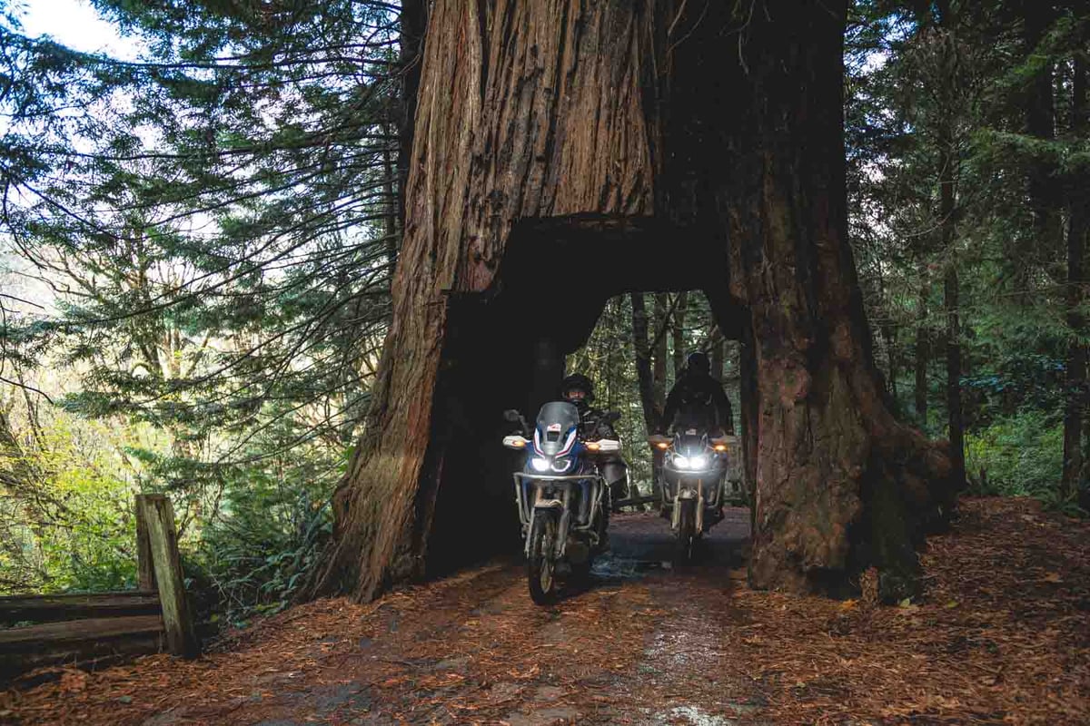 Motorcycling-redwoods-drive-thru-tree-on-the-pacific-coast-highway-adventure-motorcycle-tour