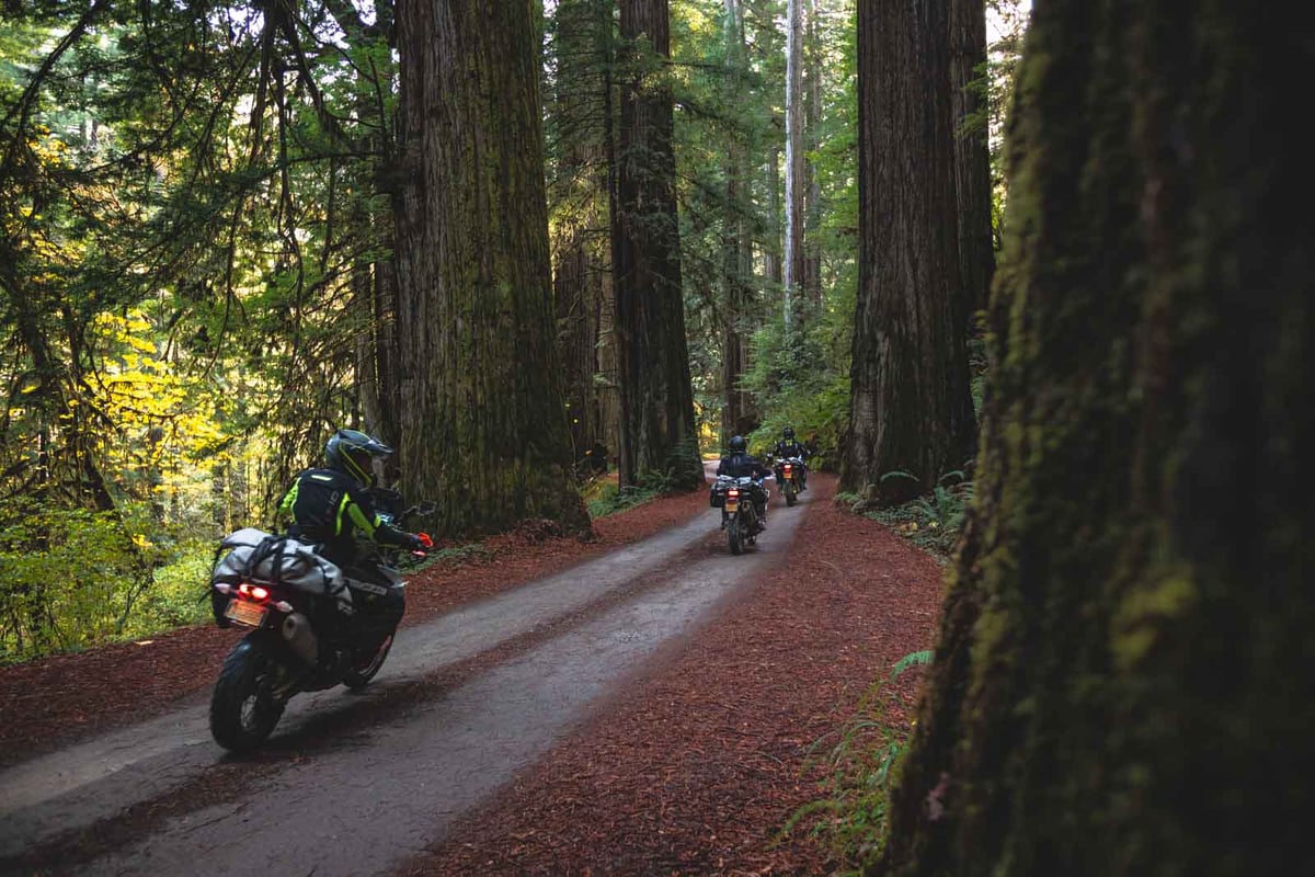 Couple adventure motorcycle riders driving through the Oregon redwoods.