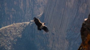 Andean Condor Flying in Colca Canyon
