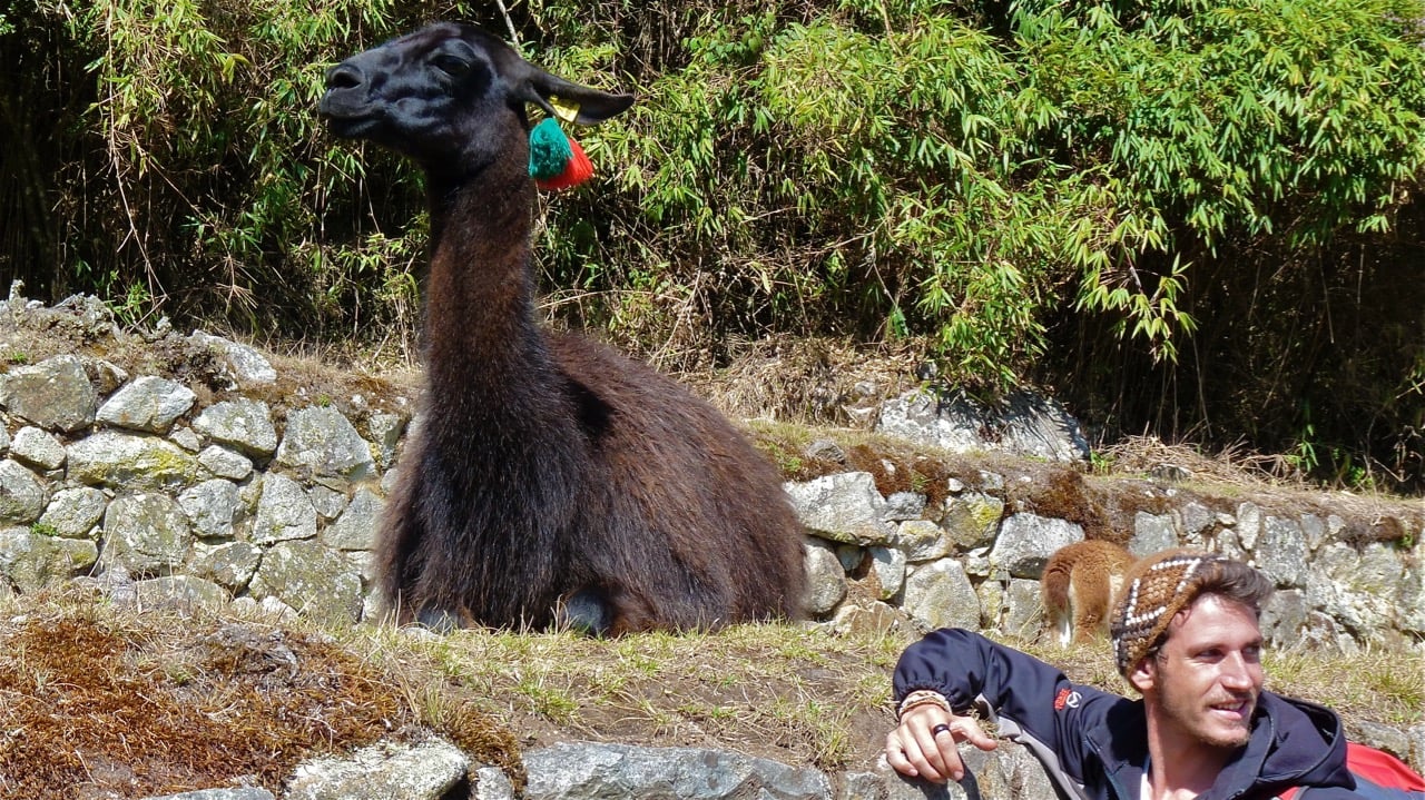 Llama in Machu Picchu