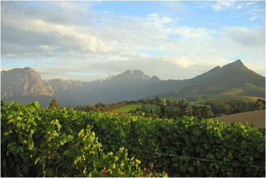 south africa wine