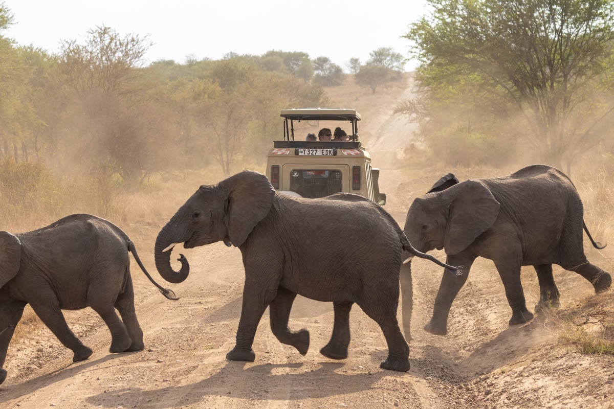 a-line-of-elephants-while-on-safari-tanzania-africa