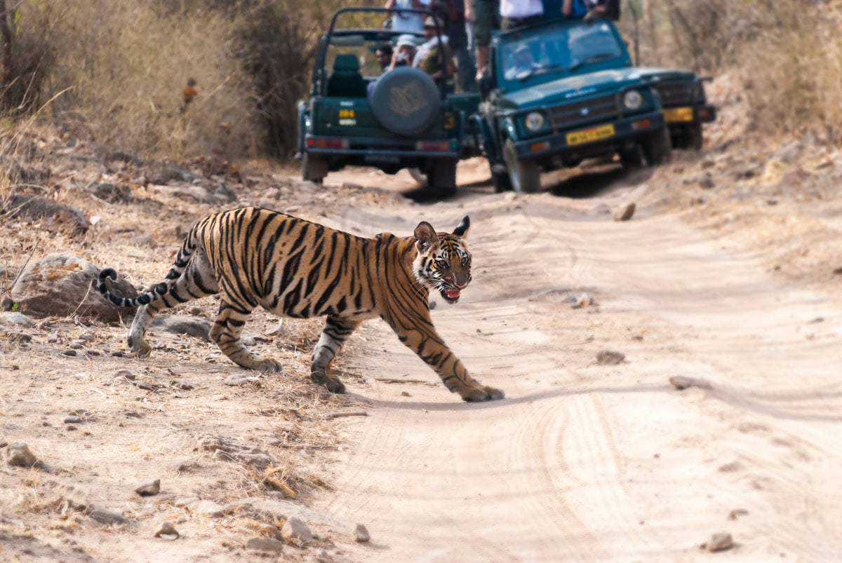 bengal-tiger-chitwan-national-park-nepal