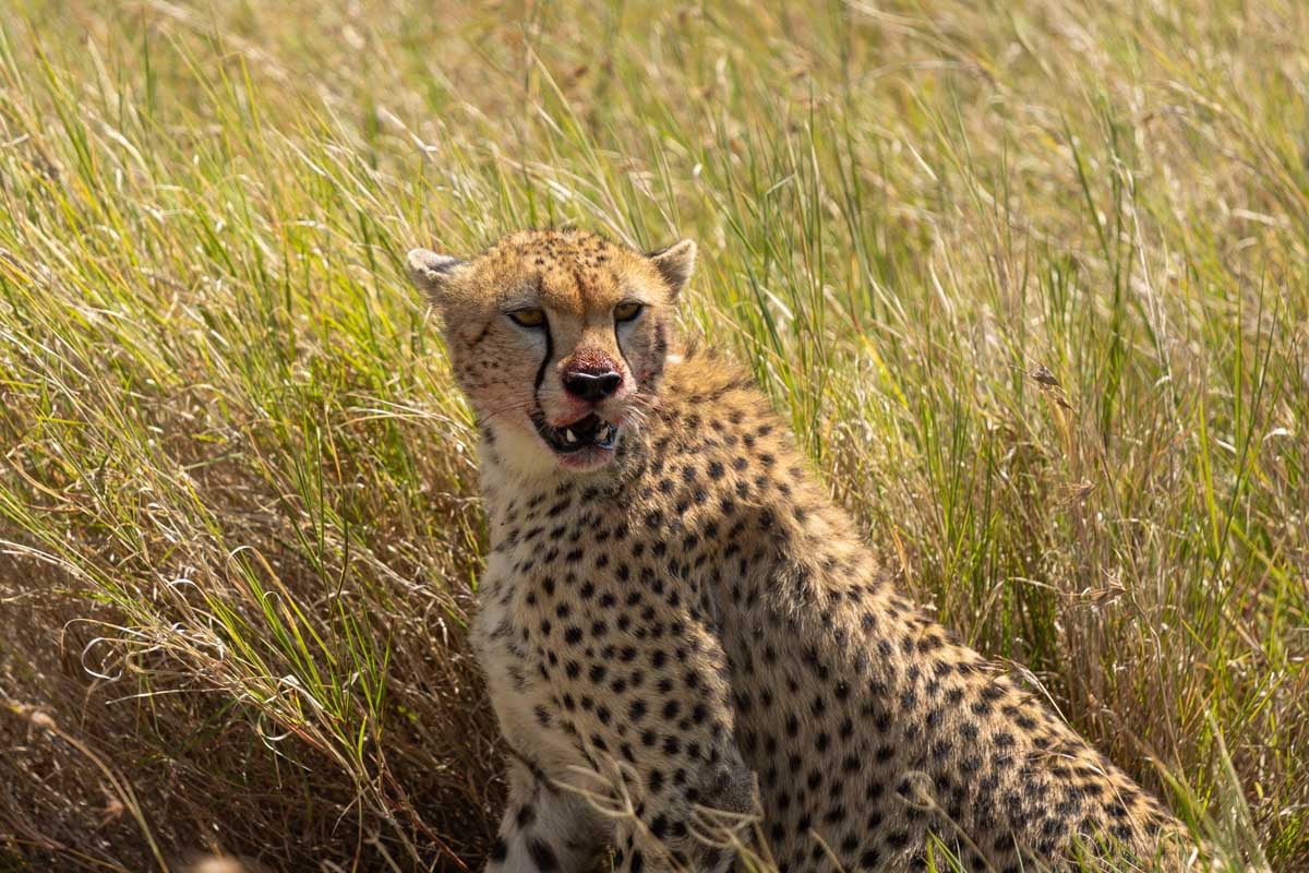 cheetah-seen-on-safari-in-tanzania-africa