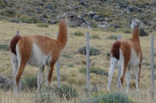 patagonia wildlife
