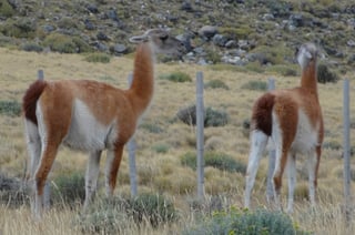 Guanacos in Argentina