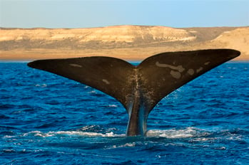 whale tail puerto madryn patagonia