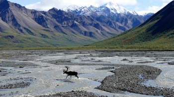 Moose Crossing River in Alaska
