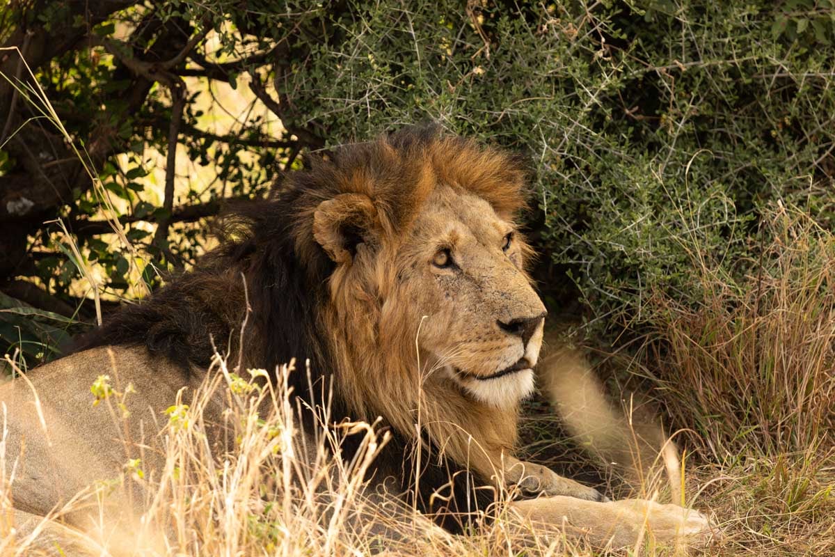 lion-laying-in-the-bushes-while-on-motorcycle-safari-in-tanzania-africa