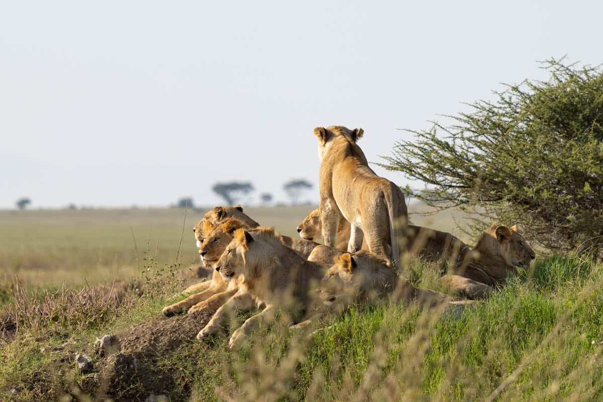 sighting-a-pride-of-lions-on-our-motorcycle-tour-tanzania-africa