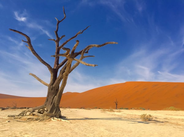 sossusvlei_camelthorn.jpg