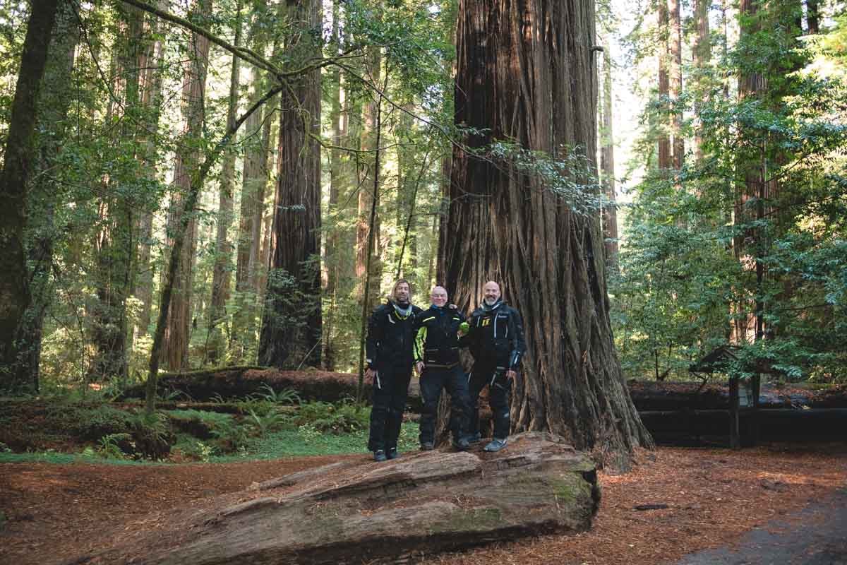 The crew taking a picture in front of a huge redwood tree. 