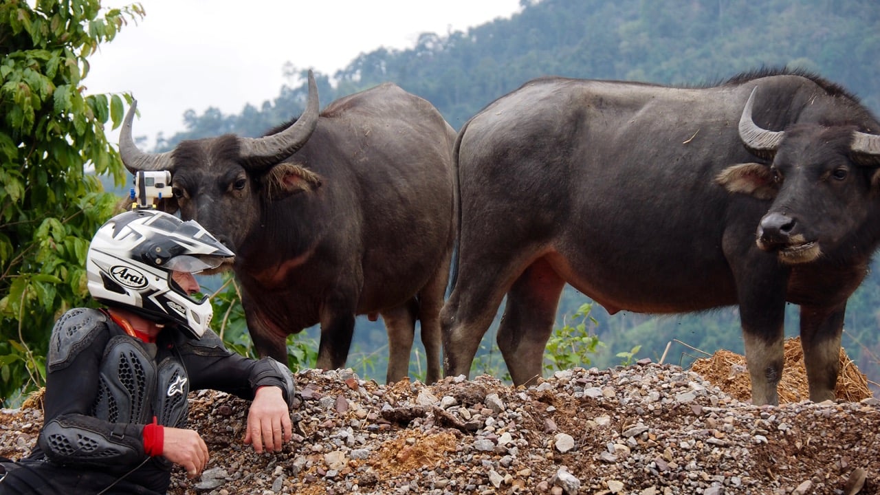 Thailand Water Buffalo and Rider