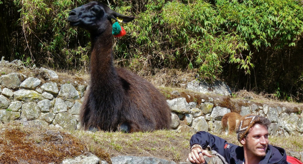 peru alpaca