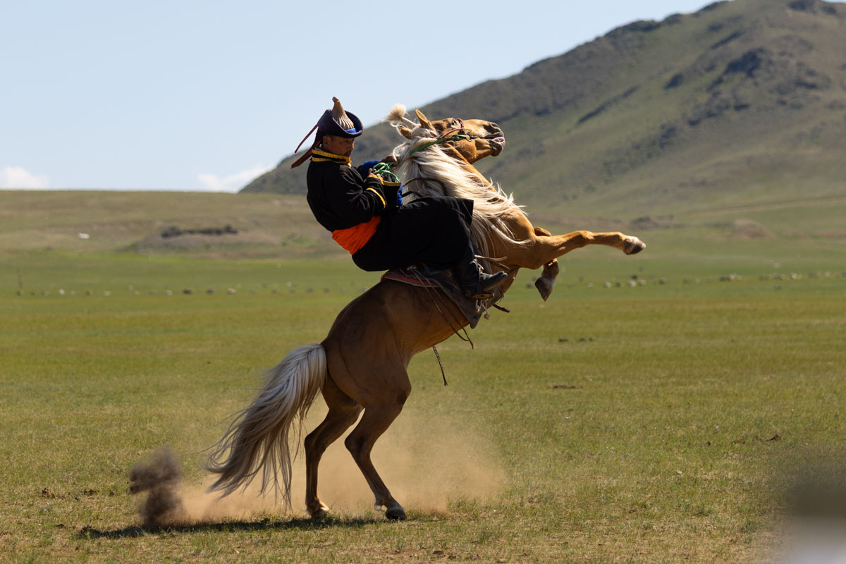 mongolia horse neigh best shot horseman cowboy traditional mini nadaam 2