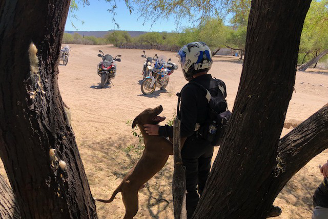 rider-and-dog-baja-adventure-motorcycle-tour