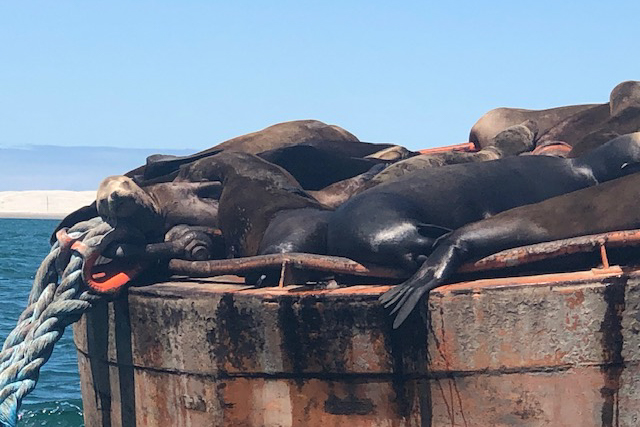 seals-baja-adventure-motorcycle-tour