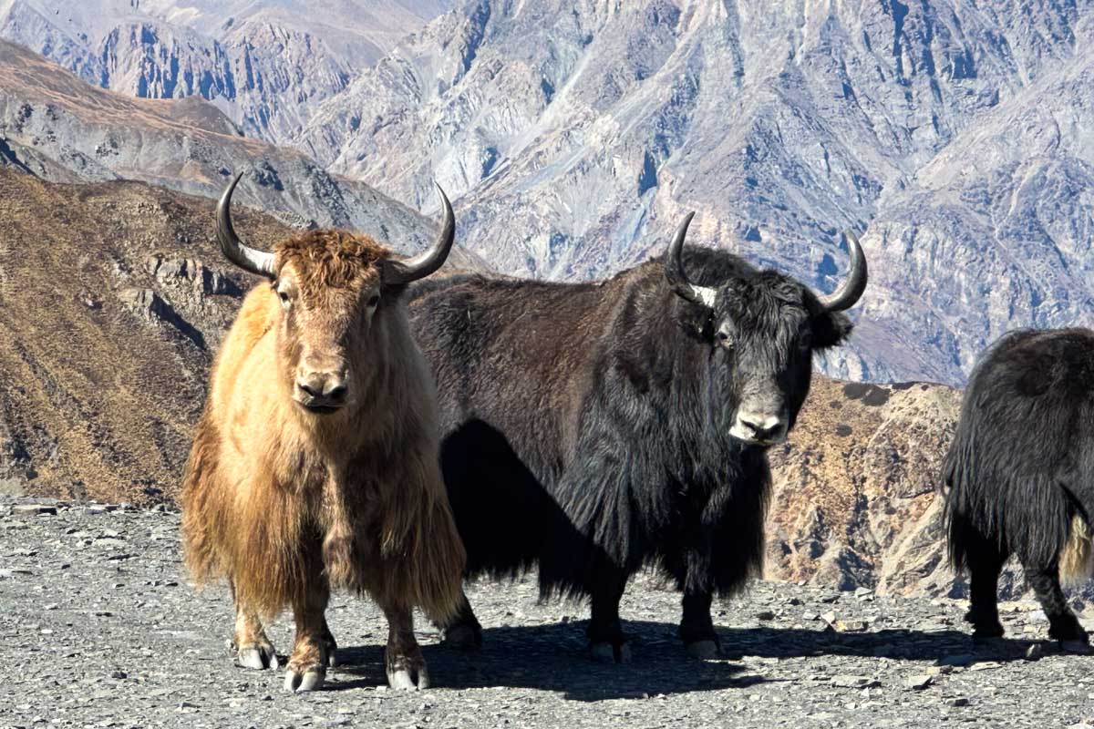 yaks-high-up-in-the-himalayas-nepal